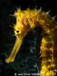 thorny seahorse (Hippocampus histrix)
Alor, Indonesia by Lars Oliver Michaelis 